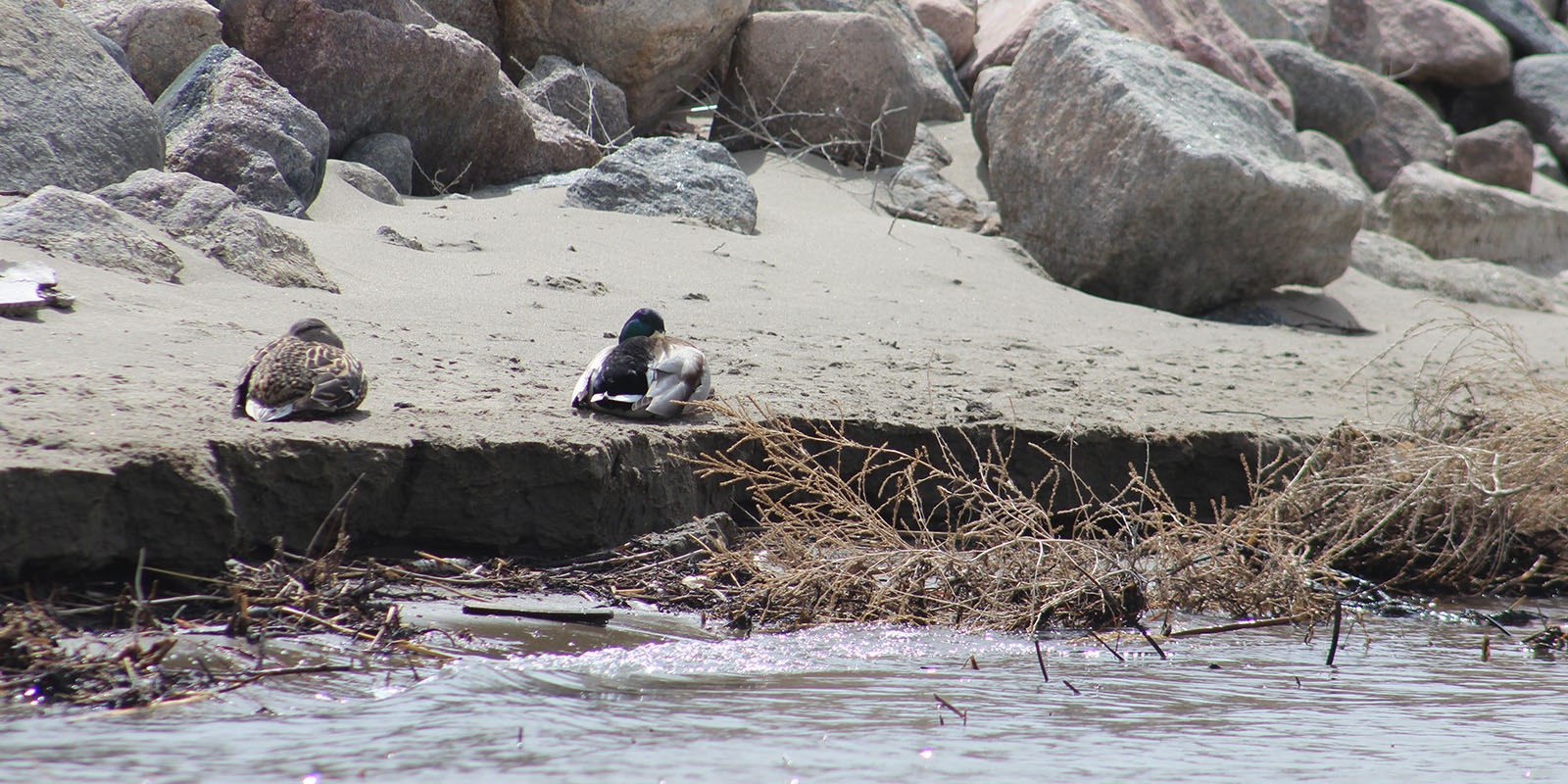 Mallards soaking up sun